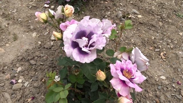 krása růží Rosa persica Eyes for You смотреть онлайн