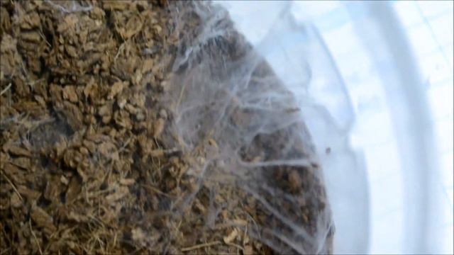 Pterinochilus murinus ест опарышей смотреть онлайн