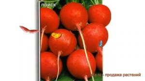 Редис обыкновенный Дуро Краснодарское ? обзор: как сажать, семена редиса Дуро Краснодарское
