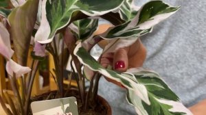 Калатея Уайт Фьюжн - обзор редкого сорта | Вариегатная калатея