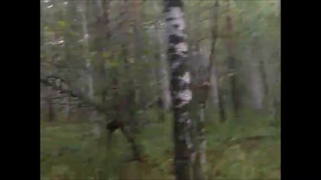 п  им  Малышева лес