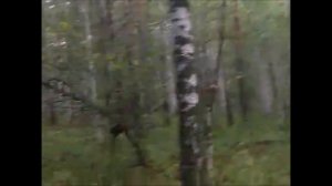 п  им  Малышева лес