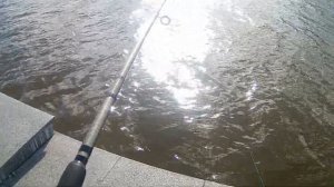 Обзор китайской сетки с кормушкой ч 2