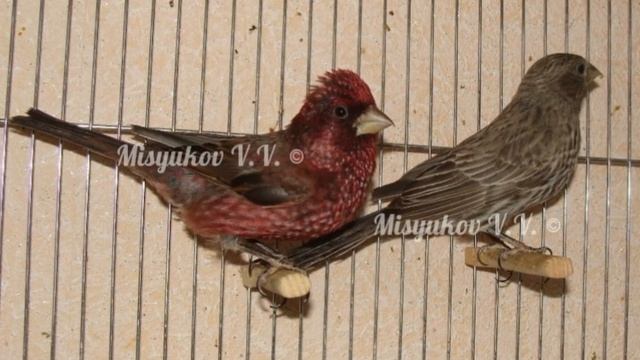 Кавказская большая чечевица . Carpodacus rubicilla. смотреть онлайн