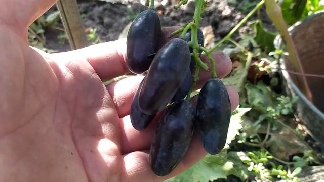 Виноград Днепровский сувенир. смотреть онлайн