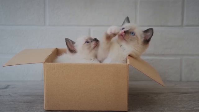 РЕФЕРЕНСЫ ДЛЯ РИСОВАНИЯ/ котёнок играет с клубком смотреть онлайн