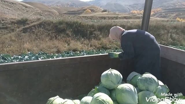 Как мы собираем капусту. смотреть онлайн