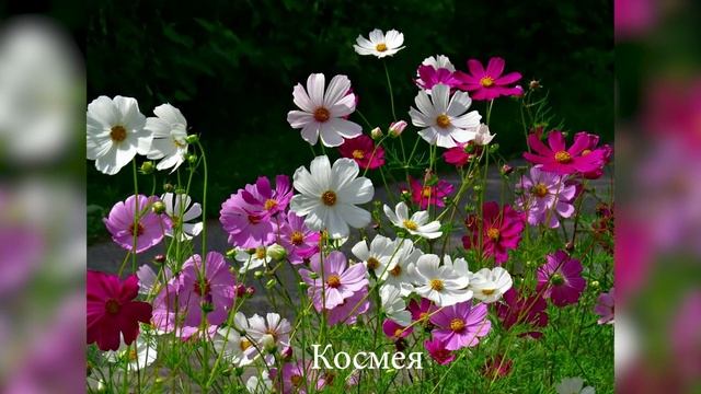 Красивые однолетние цветы для сада – названия, описание, фото смотреть онлайн