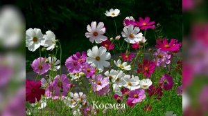 Красивые однолетние цветы для сада – названия, описание, фото