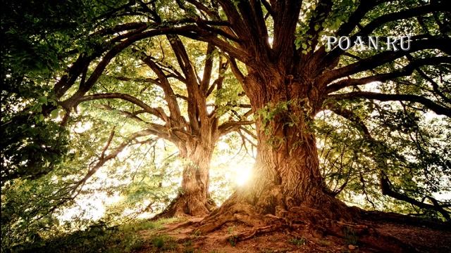 Релакс - Музыка для созерцания и релаксации - Сказочный лес - Fairy Forest - Relaxing Music смотреть онлайн