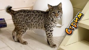 Бобкэт Луна и рысенок Руфи в прямом эфире!