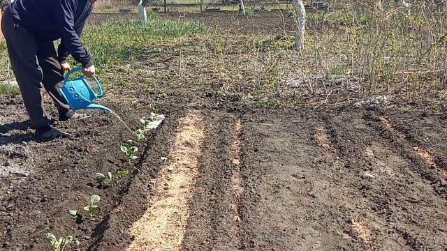 5 апреля посадили раннюю капусту в грунт. смотреть онлайн