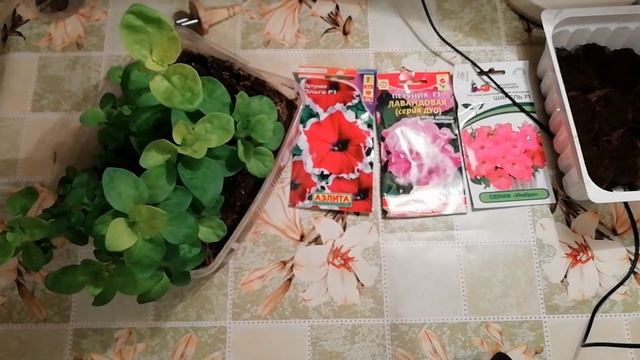 ПОСЕВ ПЕТУНИИ. ЛУЧШИЙ СПОСОБ при котором ВСХОДЫ ГАРАНТИРОВАНЫ. смотреть онлайн