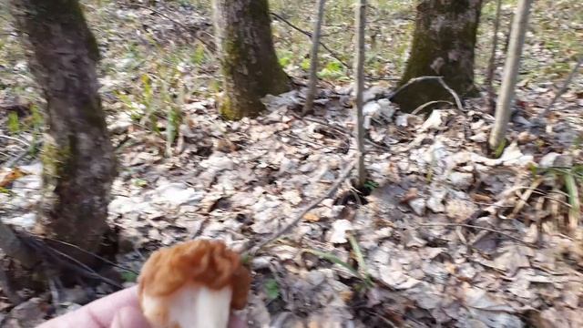 Строчок обыкновенный и строчок гигантский СРАВНЕНИЕ ! Грибы 2020 ! смотреть онлайн