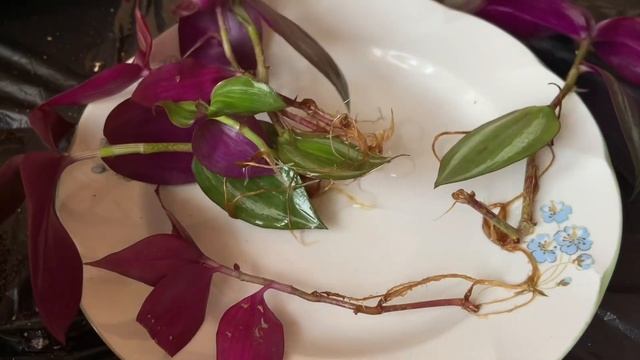 ТРАДЕСКАНЦИЯ черенкование и посадка смотреть онлайн