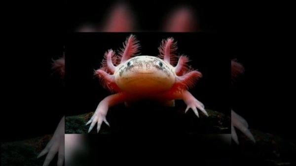 AMBYSTOMA MEXICANUM - AXOLOTL ( KAPLAN SEMENDERİ - TİGER SALAMANDER )
