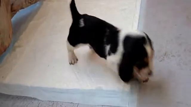 Как развлекаются детки (Бассет Хаунд) смотреть онлайн