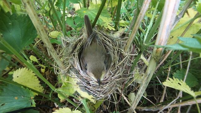 Кукушкино яйцо в гнезде №180606 6 GP6+4 4k50fps 180609 27250 ворочает яйца