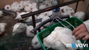 Арбор Айкрес. Вес Бройлеров в Два Месяца.