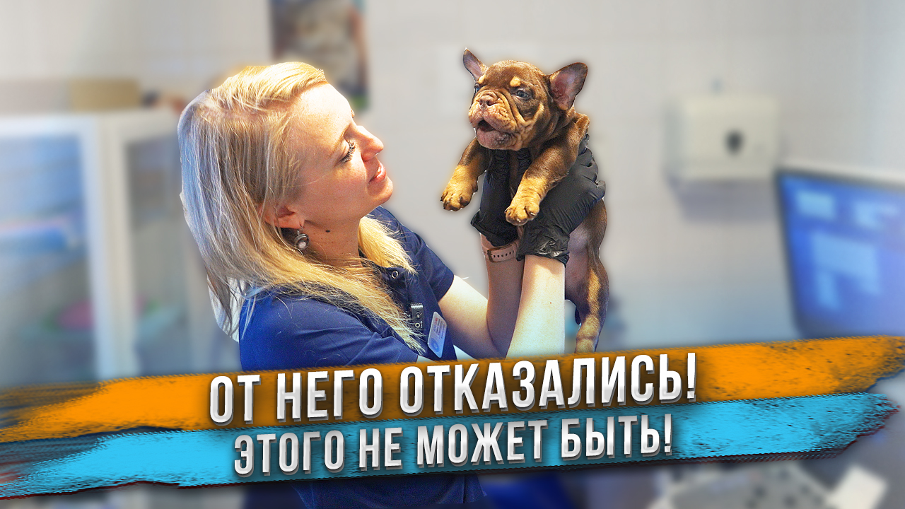 Отказались от лучшего щенка! Мы в шоке! смотреть онлайн