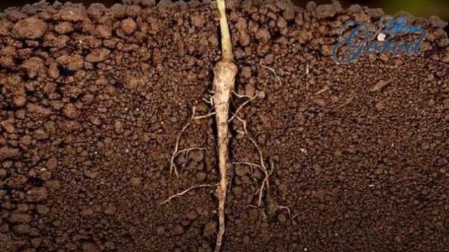 Корень растения и его строение. Что такое корневая система?