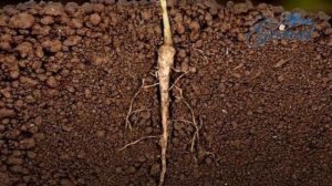 Корень растения и его строение. Что такое корневая система?