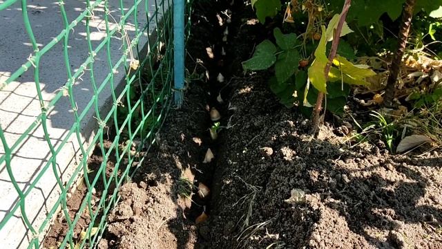 Как и когда нужно садить луковицы тюльпанов. смотреть онлайн