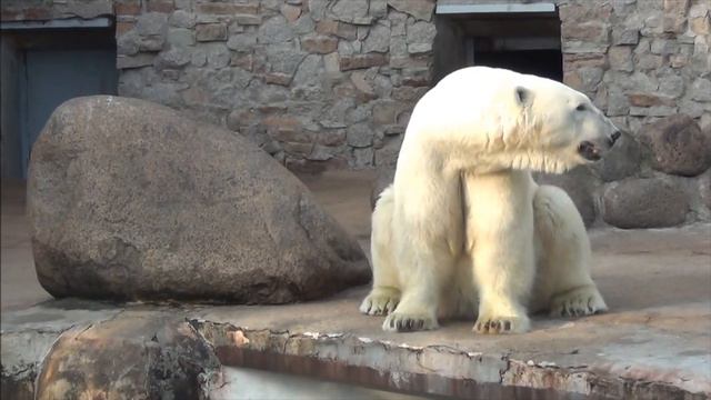 A variation in Uslada's facial appearance at Leningrad Zoo, in Saint Petersburg, Russia смотреть онлайн