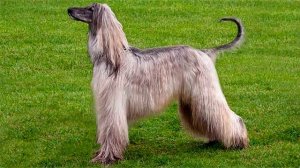Афганская борзая описание породы собаки!