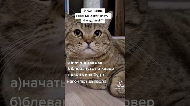 Что делать когда кожаные легли спать? смотреть онлайн