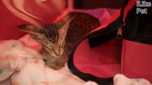 6 особенностей ухода за ориентальной кошкой