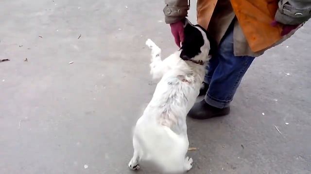 ИЩЕТ ХОЗЯИНА смотреть онлайн