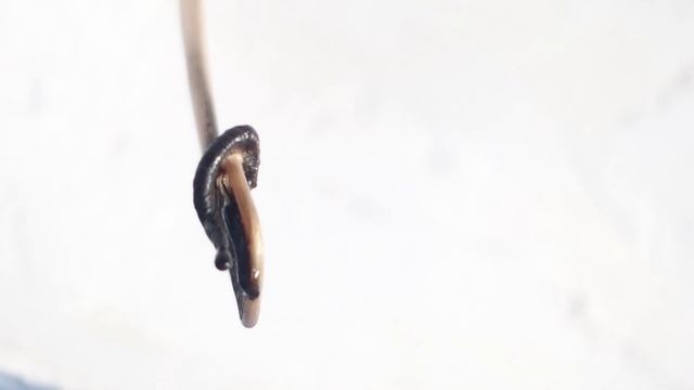 Fungi timelapse смотреть онлайн