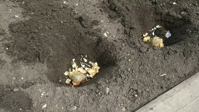 Майские дни на даче. Весенние посадки 2021. Солнце, природа, отдых. смотреть онлайн