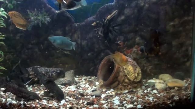 Аквариум - кормление рыбок (aquarium) смотреть онлайн