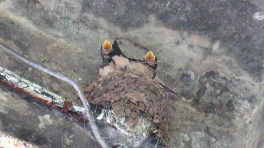 Видео из жизни птенцов ласточек смотреть онлайн