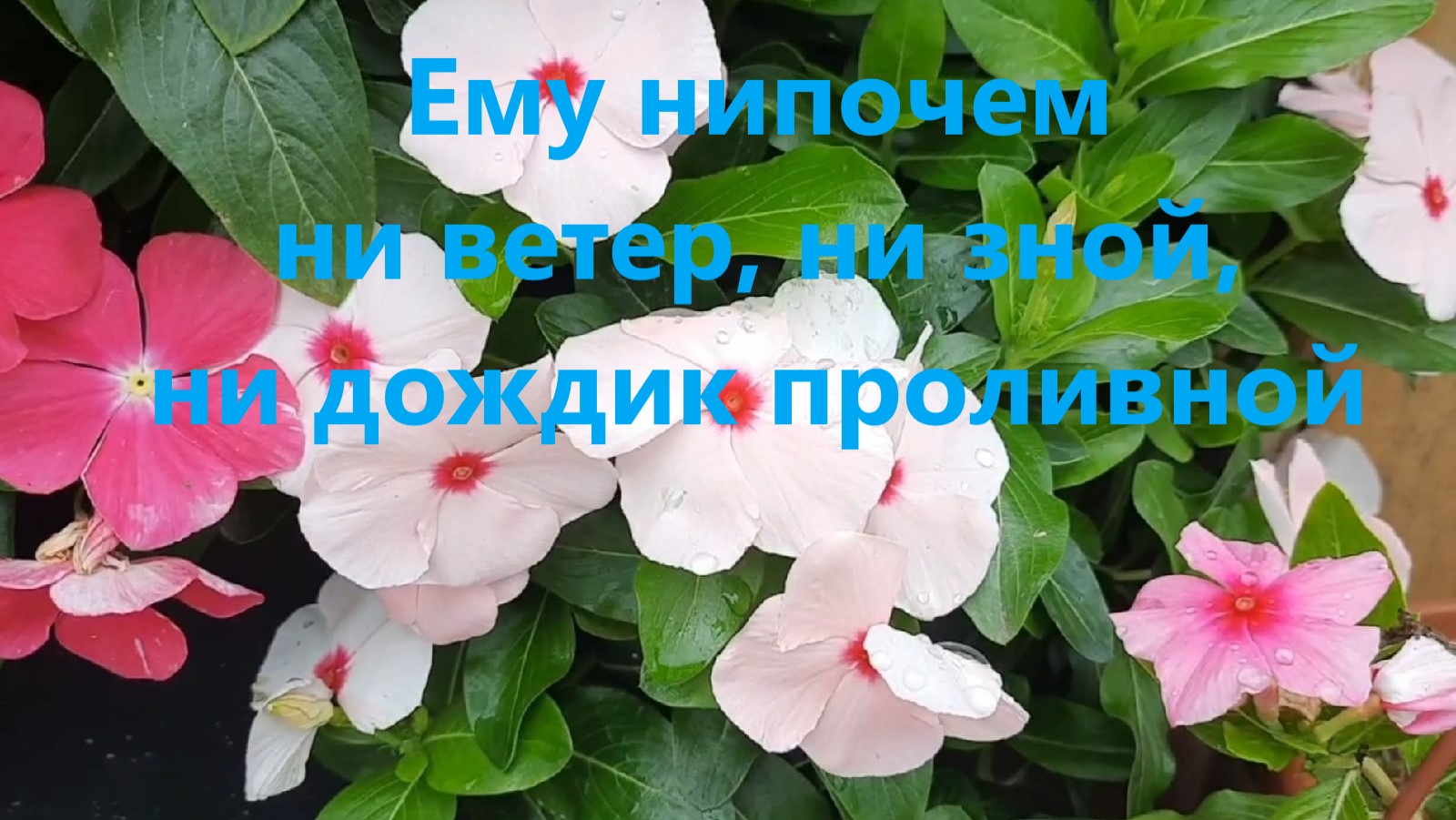 Достойный цветочек для сада при любой погоде, нежный катарантус. смотреть онлайн