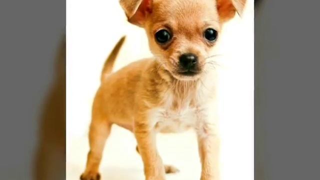 Хороший клип про самых милых собачек ЧИХУА-ХУА смотреть онлайн