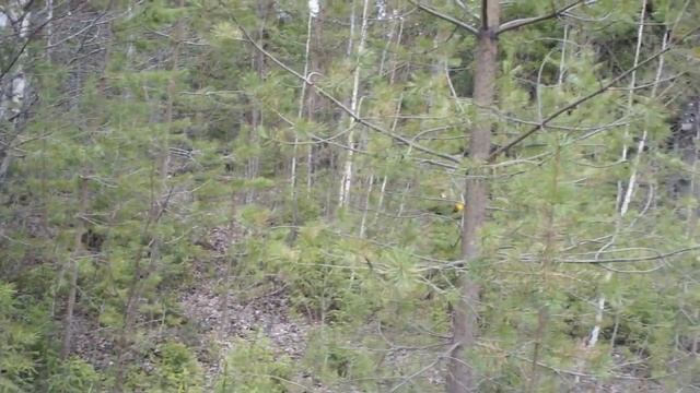 Металокоп. Ищем металл. смотреть онлайн