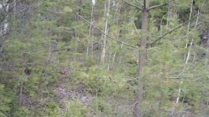 Металокоп. Ищем металл.