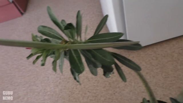 Адениум от опыления до семян. / Adenium from pollination to seeds смотреть онлайн