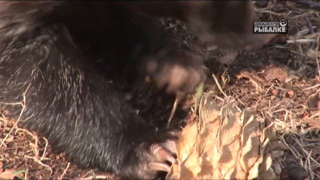 "КИНОТЕАТР РЫБОЛОВА". Амурский тигр, как попутчик на дальневосточной рыбалке. смотреть онлайн