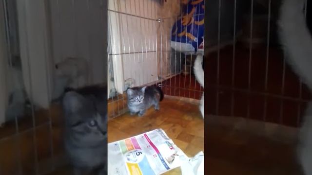КОРОТКОЛАПЫЕ КОТЯТА МАНЧКИН СТАНДАРТ И МИНИ смотреть онлайн