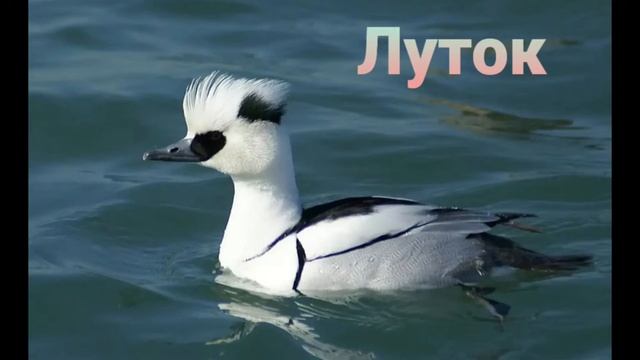 Виды утки крохаль ? смотреть онлайн