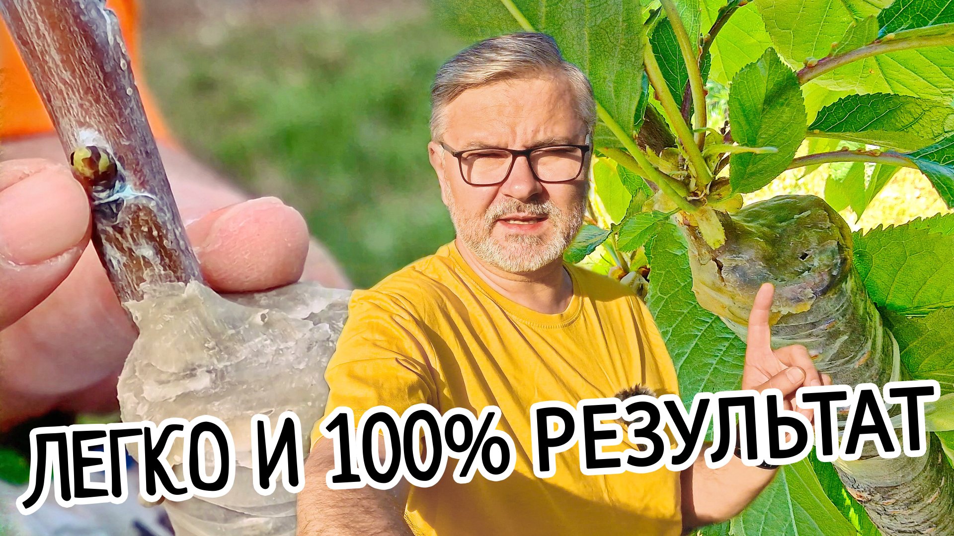 Прививка плодовых деревьев. ДЕРЕВО САД. Самый простой способ прививки весной, летом и осенью. смотреть онлайн