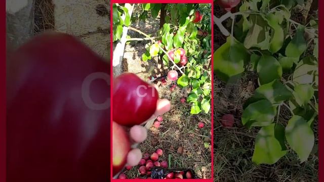 яблоня'Моди' смотреть онлайн