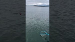 Ловля кеты на блесну. Приморский край.