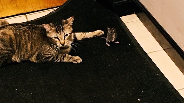 Мышь и Кот Лучшие Друзья История дружбы животных