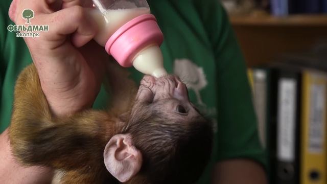 Выкармливание детенышей обезьян в Фельдман Экопарк /Bringing up of monkey cubs in Feldman Ecopark смотреть онлайн