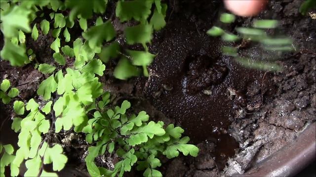 Кофе и комнатные цветы, что общего? смотреть онлайн
